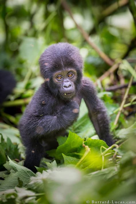 Pin By The Classic Safari Company On Wild Wild Wildlife Baby Gorillas