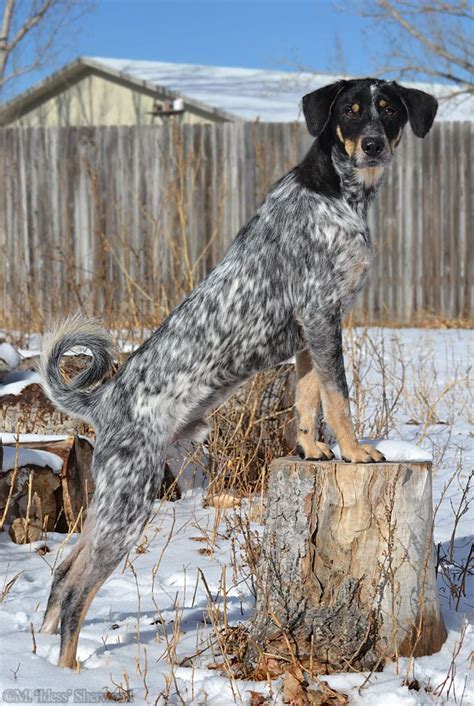 A Dog Standing On Top Of A Tree Stump In The Snow