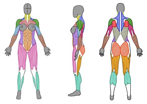 Labeled scheme with myofibril, disc, zone, line and band. Female Muscle Anatomy (Front, Side and Back) by ArtistSaif ...