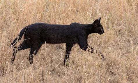 Rare And Precious Black Hyenas Appear On African Grasslands