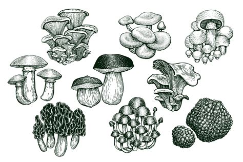Mushrooms Vector Collection On Yellow Images Creative Store