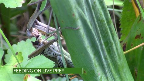 Pregnant Praying Mantis Youtube