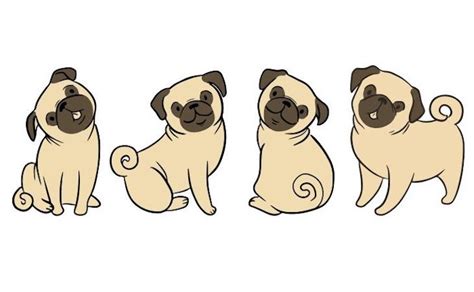 How To Draw A Pug Letsgetpet