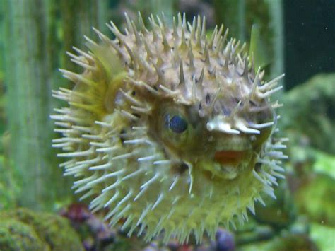 The porcupine puffer fish is a fairly demanding, large fish with a personality to match. Porcupine Puffer (diodon holocanthus) Photos ...