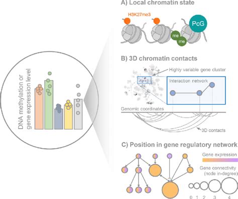 Epigenetic Patterns Chromatin Structure And Gene Regulatory Networks