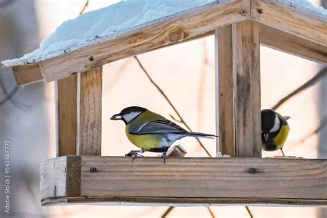 Feeding Birds In Winter Cute Garden Birds Great Tits Eat Nutritious