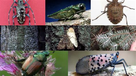 Meet Michigans 8 Invasive Insects What They Are The Damage They