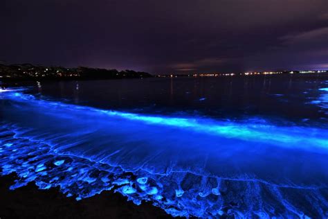 Jervis Bay At Its Best As Bioluminescence Puts On A Show Blue