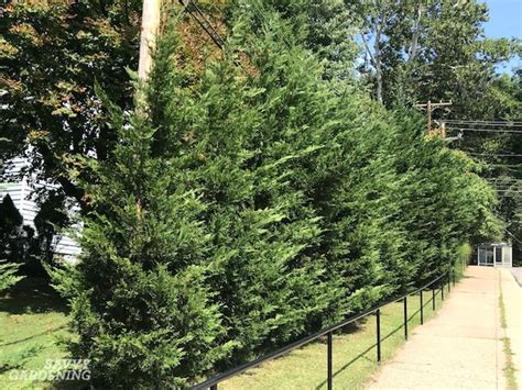The Best Trees For Privacy Screening In Big And Small Yards