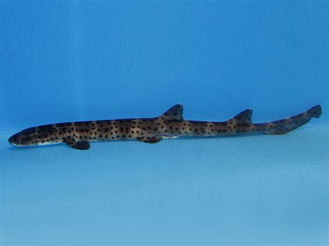 Australian Marble Cat Shark Aqua World Ibaraki Oarai Aquarium Official