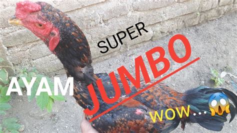 Mereka memelihara ayam bangkok untuk dijadikan ayam aduan atau hanya. AYAM BANGKOK DAN MAGON UKURAN JUMBO,BESAR.( Super BIG ...