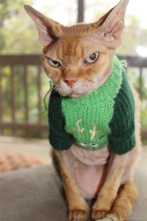 122 Best Cat Sweaters Images On Pinterest Kitty Cats Baby Kittens