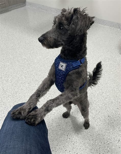 Happy Tails Adoption Stories