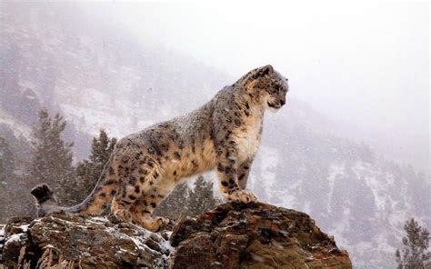 2048x1365 Snow Leopard Animals Predator Hd Coolwallpapersme