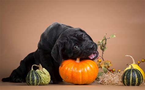 Halloween Dogs Wallpapers Wallpaper Cave