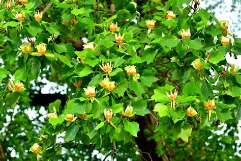 What Is A Tulip Tree Inc Examples And Care Tips