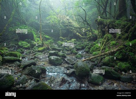 The Famous Moss Covered UNESCO World Nature Heritage Forest At Shiratani Unsuikyo Yakushima