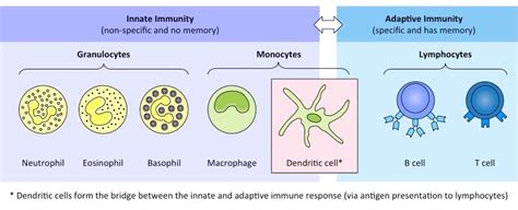 Types Of Leukocytes Bioninja
