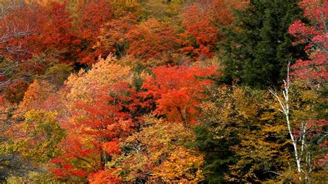 Fall Foliage 2020 Where When To See Leaves Change In New England