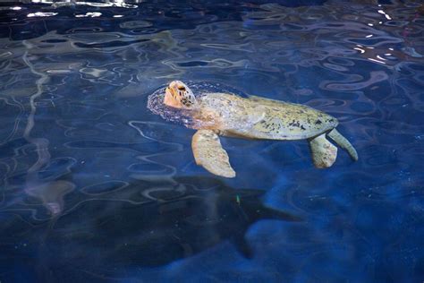 Tank The Green Sea Turtle Takes Atlanta Georgia Aquarium