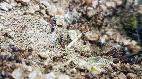 How to keep slugs away from a vegetable garden. How To Kill Ants In Garden Soil: 23 Proven Methods That ...