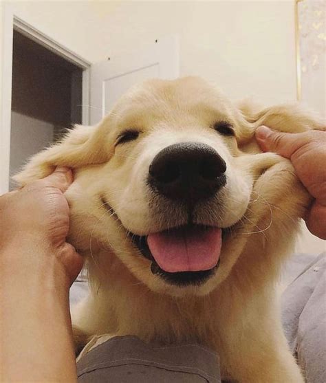 14 Funny Golden Retrievers To Cheer You Up Page 2 Of 3 Petpress