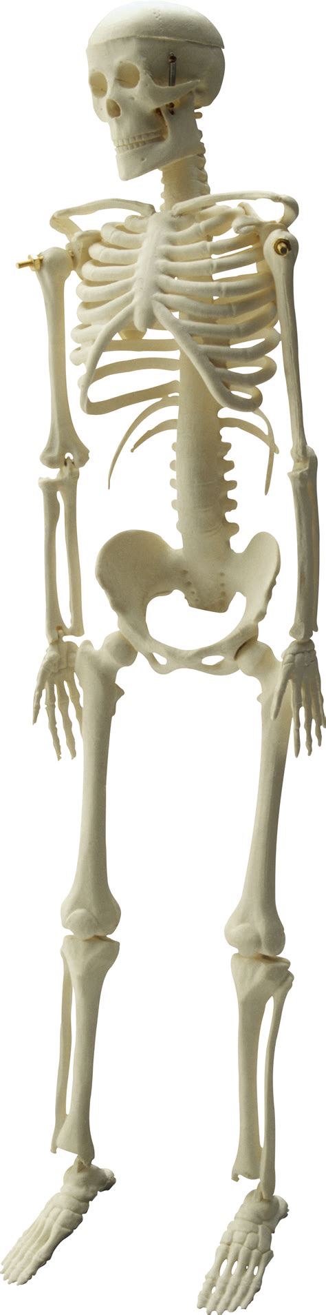 Skeleton Png