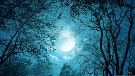Moonlight Forest Wallpapers Top Free Moonlight Forest Backgrounds