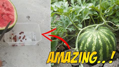 Amazing Idea How To Grow Watermelon In Pot Youtube