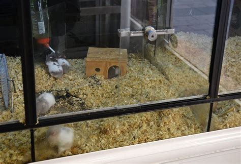 Find information about pet stores ct, pets, and pet travel for people with dogs, cats & other pets. Where Can I Get a Hamster - Hamsters 101