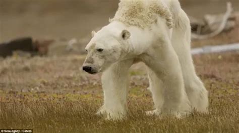 Starving Polar Bear Struggles To Walk On Land In Canada Daily Mail Online