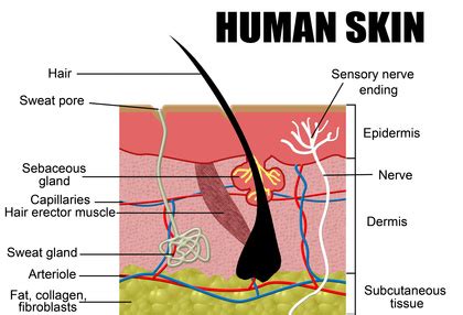 Find the perfect human skin cross section image. Real Talk: I'm Unwell - RASA