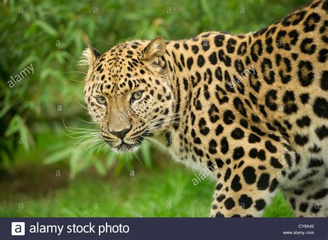 Korean Leopard Stock Photos And Korean Leopard Stock Images Alamy