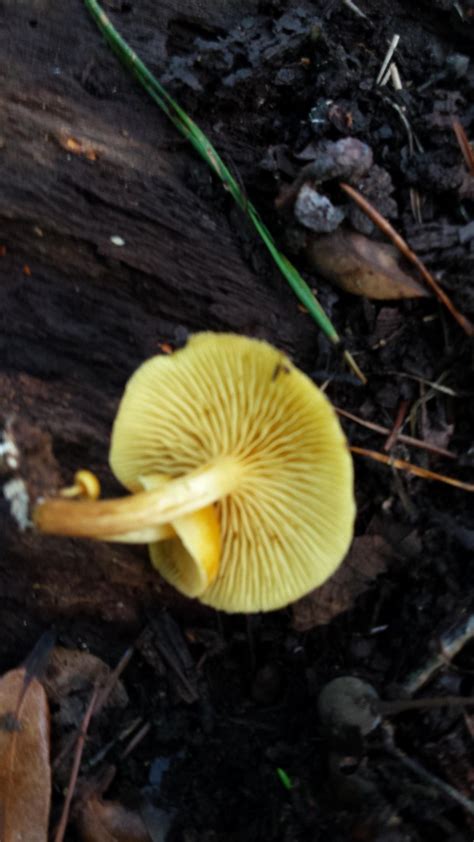 Gymnopilus Liquiritiae Identifying Mushrooms Wild Mushroom Hunting