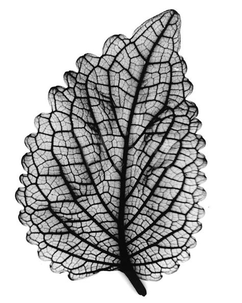 A Black And White Photo Of A Leaf