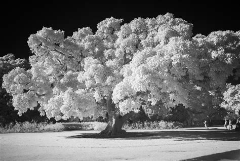 Infrared Photography With Leica The Leica Camera Blog