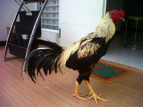 Ayam wido atau jalak adalah keturunan terakhir dari tahta/kelas kerajaan ayam, pemegang gelar prajurit perang. Kehebatan Ayam Bangkok Wido - PANDUAN SABUNG AYAM