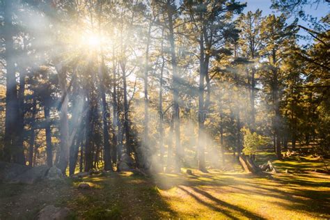 Sun Rays Shining Through Forest Trees Stock Photo Image Of Landscape