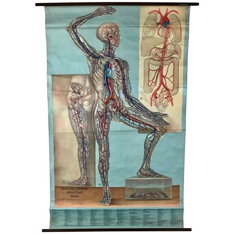 Authentic Vintage Anatomy Pull Down Chart Rare Medical School Chart Educational Poster Rare