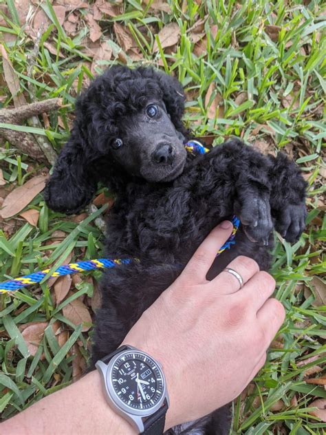 Today we brought home this bundle of joy : r/poodles