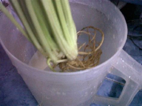 We did not find results for: Inilah Cara Tanam Daun Sup Dari Akar Betul-Betul Menjadi ...