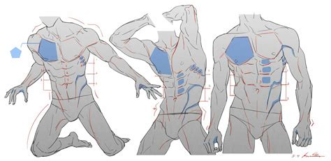 Men s torsos muscle study pose reference male Фейсбук