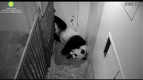 148 Panda Mei Xiang And Her Cub Youtube