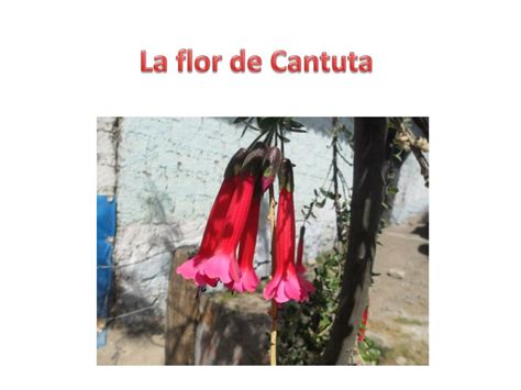 Ppt La Flor De Cantuta Powerpoint Presentation Free Download Id