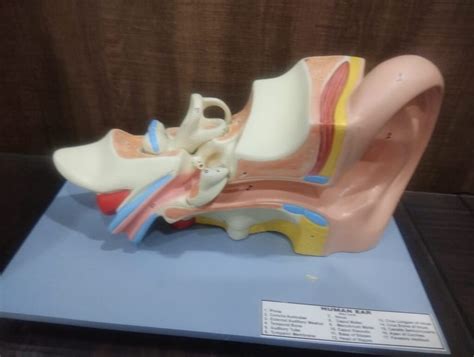 Anatomical Human Ear Model Medilab Exports Consortium