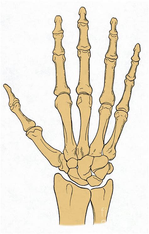 Hand And Wrist Bones Bone Prac Wellman Diagram Quizlet