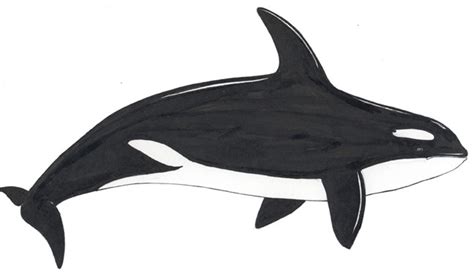 Make your child's finished orca killer whale coloring page a forever memory by laminating it! Whale (Killer)