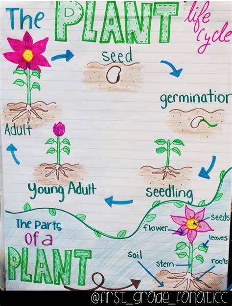 The Plant Life Cycle Is Shown On A Piece Of Paper With Words Written In It