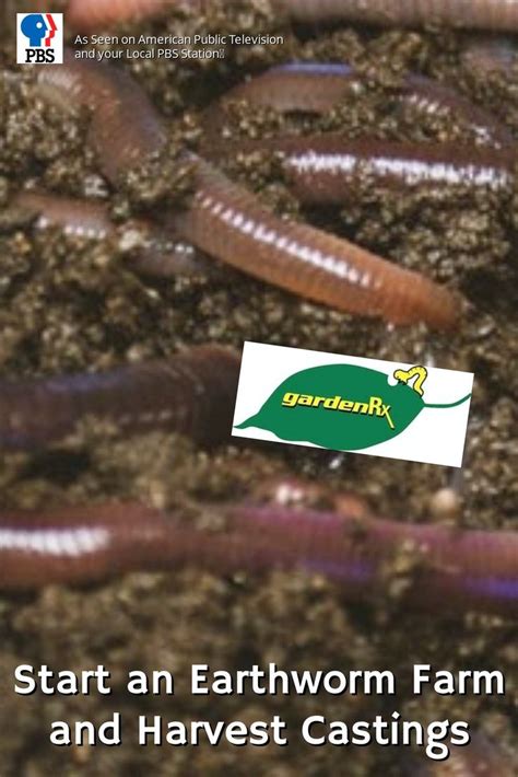 Start An Earthworm Farm And Harvest Castings Earthworm Farm