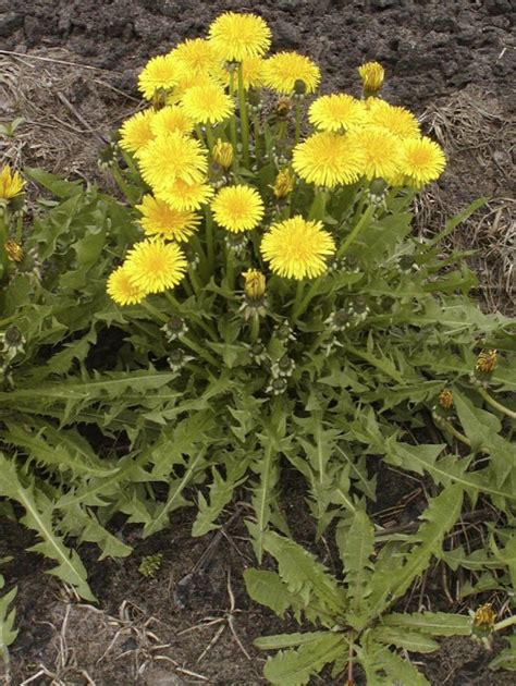 Dandelions Landscape Weed Or Beneficial Backyard Herb News Sports